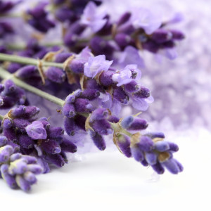 bunch of lavender flower isolated on white close-ups