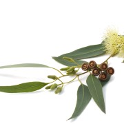 Eucalyptus-cover