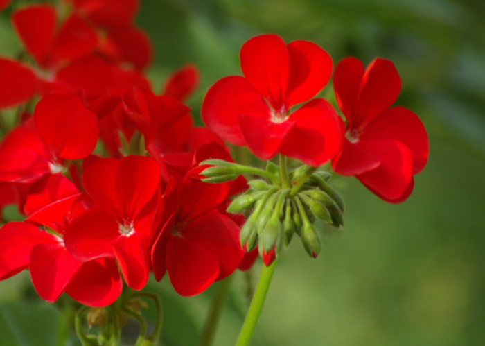 red-geraniums