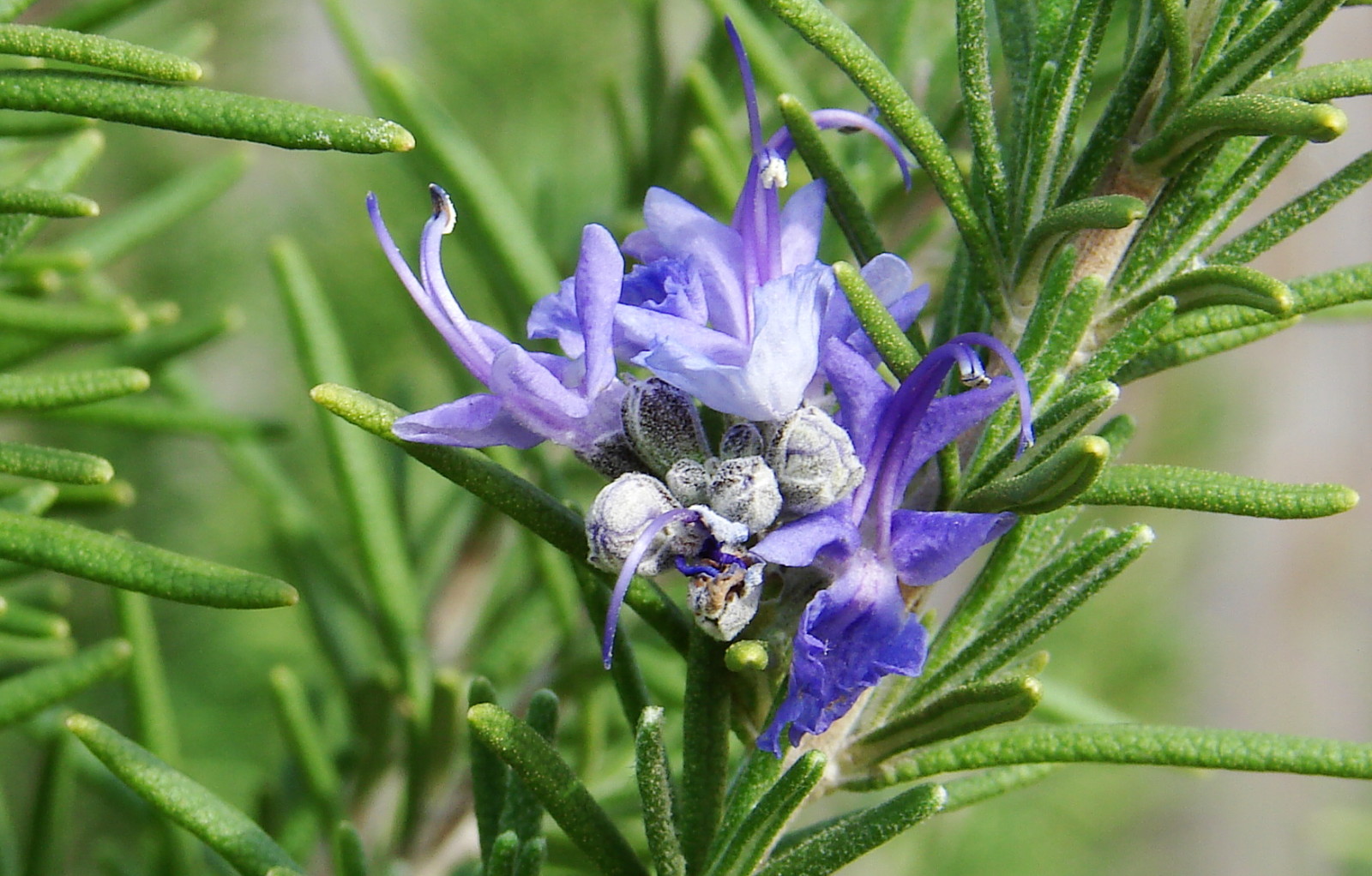 rosemary