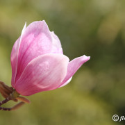 single-magnolia-flower_26