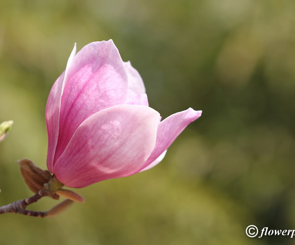 single-magnolia-flower_26