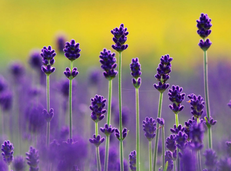 lavender flowers